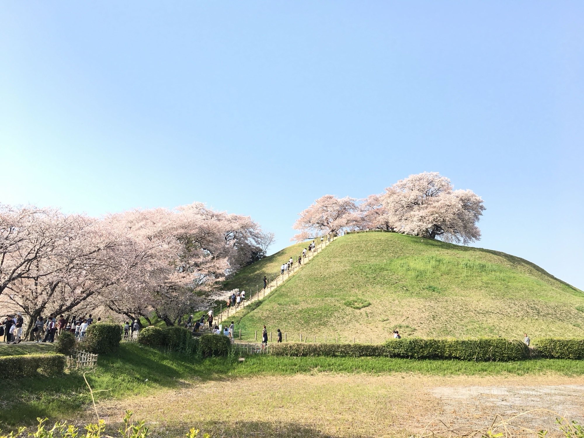 埼玉県行田市 さきたま古墳公園の桜と古墳